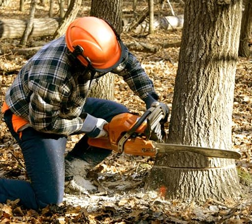 Tree Removal in Drakes Branch, VA